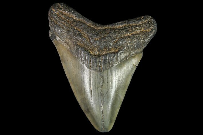 Juvenile Megalodon Tooth - Georgia #115668